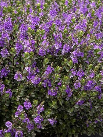 Hebe 'Champion' geen maat specificatie cont. 3,0L - image 1