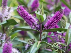 Hebe 'Champion' geen maat specificatie cont. 3,0L - image 2