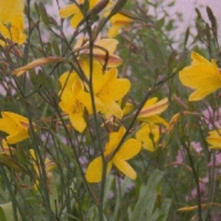 Hemerocallis 'Corky' geen maat specificatie 0,55L/P9cm - afbeelding 2