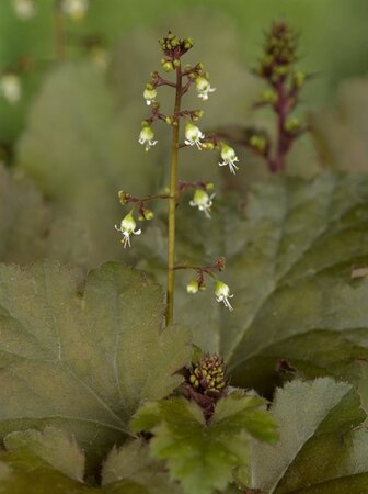 Heuchera 'Chocolate Ruffles' geen maat specificatie 0,55L/P9cm - afbeelding 1