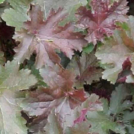 Heuchera 'Chocolate Ruffles' geen maat specificatie 0,55L/P9cm - afbeelding 2