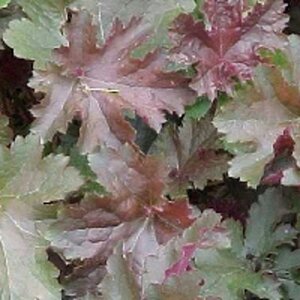 Heuchera 'Chocolate Ruffles' geen maat specificatie 0,55L/P9cm - afbeelding 2