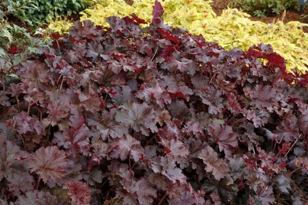 Heuchera 'Chocolate Ruffles' geen maat specificatie 0,55L/P9cm - afbeelding 3