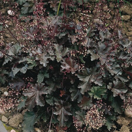Heuchera 'Chocolate Ruffles' geen maat specificatie 0,55L/P9cm - afbeelding 4