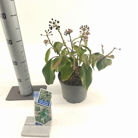 Hedera colchica 'Fall Favourite'= 'Arborescens' 20-25 cm cont. 2,0L - afbeelding 4