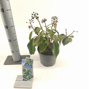 Hedera colchica 'Fall Favourite'= 'Arborescens' 20-25 cm cont. 2,0L - afbeelding 4