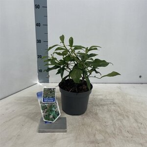 Hedera colchica 'Fall Favourite'= 'Arborescens' 20-25 cm cont. 2,0L