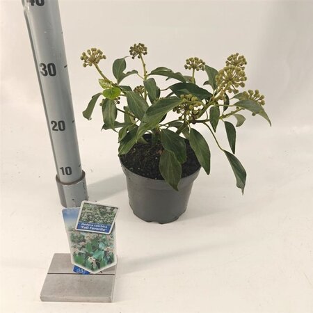 Hedera colchica 'Fall Favourite'= 'Arborescens' 20-25 cm cont. 2,0L - afbeelding 2