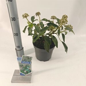 Hedera colchica 'Fall Favourite'= 'Arborescens' 20-25 cm cont. 2,0L - afbeelding 2