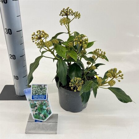Hedera colchica 'Fall Favourite'= 'Arborescens' 20-25 cm cont. 2,0L - afbeelding 3