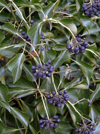 Hedera colchica 'Fall Favourite'= 'Arborescens' 25-30 cm cont. 3,0L - afbeelding 2