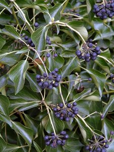 Hedera colchica 'Fall Favourite'= 'Arborescens' 25-30 cm cont. 3,0L - afbeelding 2