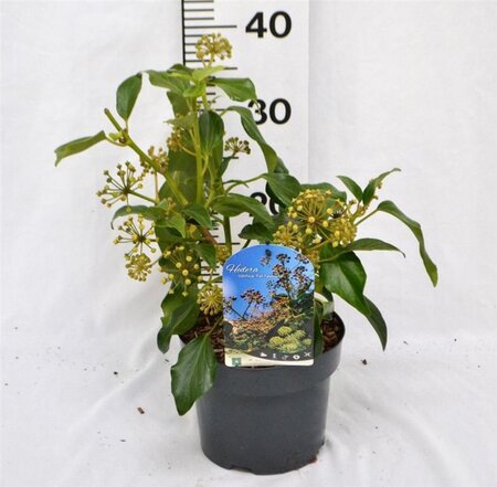Hedera colchica 'Fall Favourite'= 'Arborescens' 25-30 cm cont. 3,0L - afbeelding 6