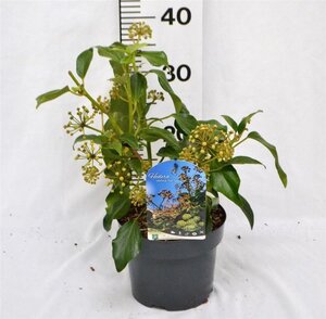 Hedera colchica 'Fall Favourite'= 'Arborescens' 25-30 cm cont. 3,0L - afbeelding 6