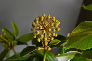 Hedera colchica 'Fall Favourite'= 'Arborescens' 25-30 cm cont. 3,0L - afbeelding 7