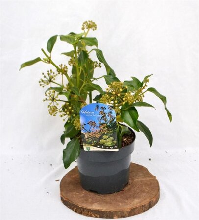 Hedera colchica 'Fall Favourite'= 'Arborescens' 25-30 cm cont. 3,0L - afbeelding 8