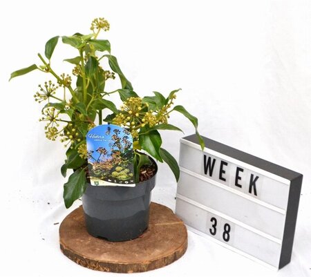 Hedera colchica 'Fall Favourite'= 'Arborescens' 25-30 cm cont. 3,0L - afbeelding 9