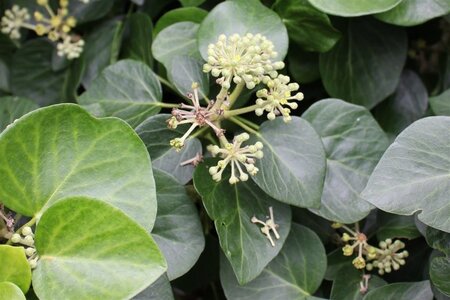Hedera colchica 'Fall Favourite'= 'Arborescens' 25-30 cm cont. 3,0L - afbeelding 3