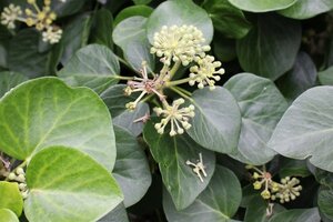 Hedera colchica 'Fall Favourite'= 'Arborescens' 25-30 cm cont. 3,0L - afbeelding 3