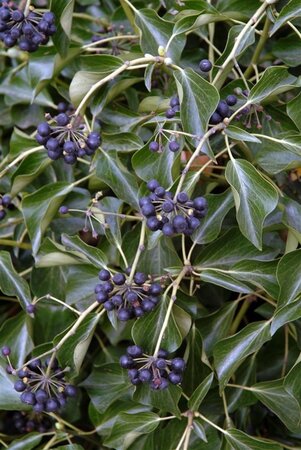 Hedera colchica 'Fall Favourite'= 'Arborescens' 25-30 cm cont. 3,0L - afbeelding 4