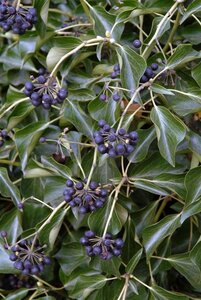 Hedera colchica 'Fall Favourite'= 'Arborescens' 25-30 cm cont. 3,0L - afbeelding 4