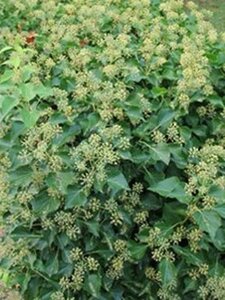 Hedera colchica 'Fall Favourite'= 'Arborescens' 30-40 cm cont. 3,0L