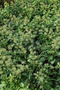 Hedera colchica 'Fall Favourite'= 'Arborescens' 30-40 cm cont. 3,0L - afbeelding 5