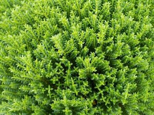 Hebe 'Emerald Gem' + 4gREEN gLOBE4 10-12 cm container