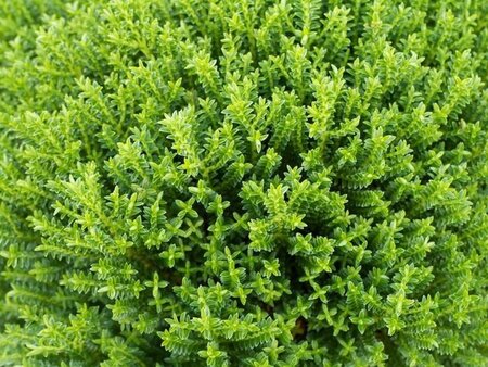 Hebe 'Emerald Gem' + 4gREEN gLOBE4 15-20 cm cont. 2,0L