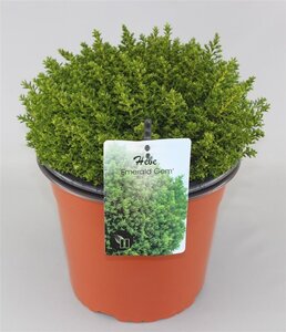 Hebe 'Emerald Gem' + 4gREEN gLOBE4 geen maat specificatie cont. 2,0L