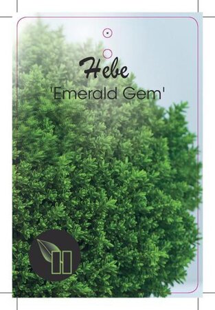 Hebe 'Emerald Gem' + 4gREEN gLOBE4 geen maat specificatie cont. 2,0L - afbeelding 3