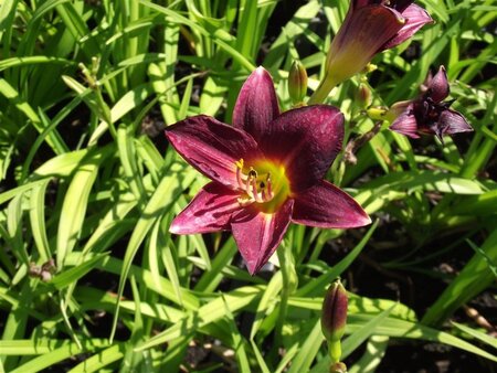 Hemerocallis 'Ed Murray' geen maat specificatie 0,55L/P9cm - afbeelding 1