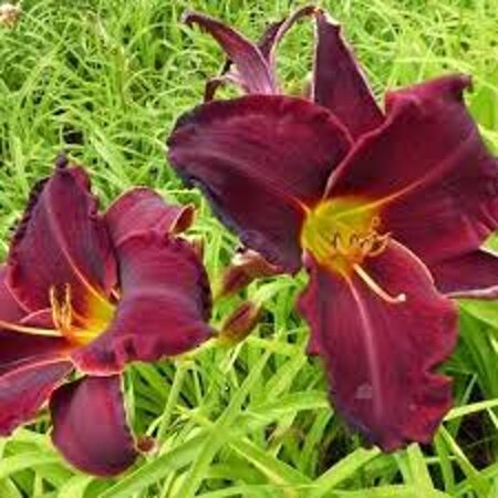 Hemerocallis 'Ed Murray' geen maat specificatie 0,55L/P9cm - afbeelding 2