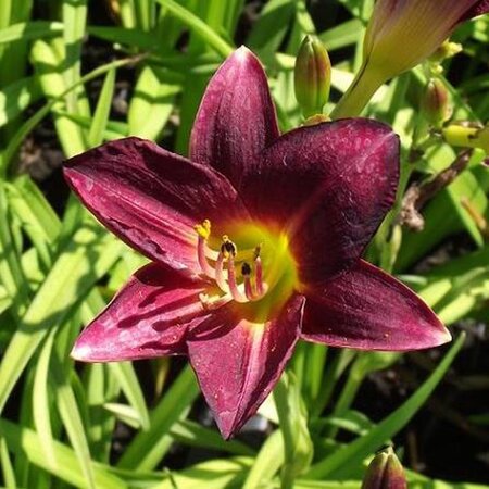 Hemerocallis 'Ed Murray' geen maat specificatie 0,55L/P9cm - afbeelding 3