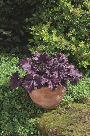 Heuchera 'Forever Purple' geen maat specificatie 0,55L/P9cm - afbeelding 1
