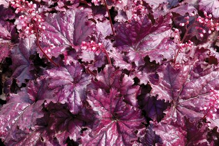 Heuchera 'Forever Purple' geen maat specificatie 0,55L/P9cm - afbeelding 4
