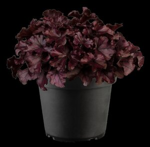 Heuchera 'Forever Purple' geen maat specificatie 0,55L/P9cm - afbeelding 2