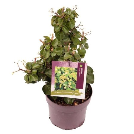 Hedera hib. 'Arbori Compact' 25-30 cm cont. 3,0L - afbeelding 5