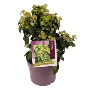 Hedera hib. 'Arbori Compact' 25-30 cm cont. 3,0L - afbeelding 5