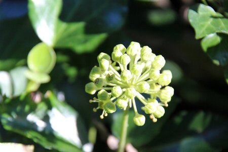 Hedera hib. 'Arbori Compact' geen maat specificatie cont. 1,5L - afbeelding 2