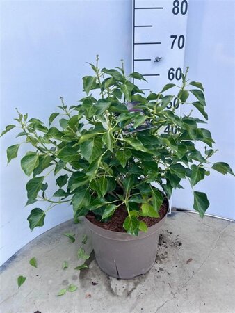 Hedera hel. 'Arborescens' 40-50 cm cont. 10L - afbeelding 4