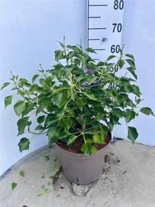 Hedera hel. 'Arborescens' 40-50 cm cont. 10L - afbeelding 4