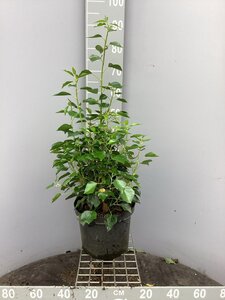 Hedera hel. 'Arborescens' 40-50 cm cont. 10L - afbeelding 3