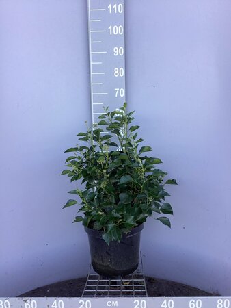 Hedera hel. 'Arborescens' 40-50 cm cont. 10L - afbeelding 2