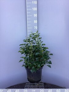 Hedera hel. 'Arborescens' 40-50 cm cont. 10L - afbeelding 2