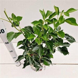 Hedera hel. 'Arborescens' 40-50 cm cont. 2,5L
