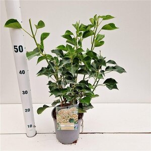Hedera hel. 'Arborescens' 40-50 cm cont. 2,5L - afbeelding 2