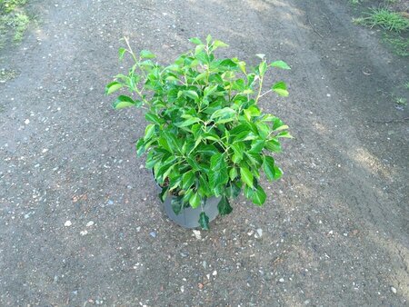 Hedera hel. 'Arborescens' 50-60 cm cont. 10L