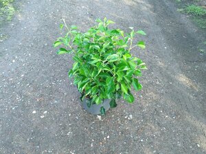Hedera hel. 'Arborescens' 50-60 cm cont. 10L