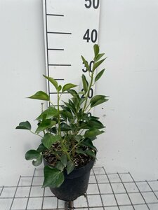 Hedera hel. 'Arborescens' geen maat specificatie cont. 3,0L - afbeelding 3